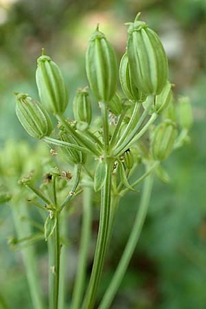 Chaerophyllum villarsii \ Villars' Klberkropf / Villars' Chervil, Kroatien/Croatia Risnjak 14.8.2016