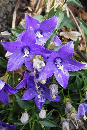 Campanula waldsteiniana \ Waldstein-Glockenblume / Waldstein's Bellflower, Kroatien/Croatia Velebit Zavizan 19.8.2016