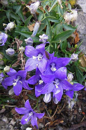 Campanula waldsteiniana \ Waldstein-Glockenblume / Waldstein's Bellflower, Kroatien/Croatia Velebit Zavizan 19.8.2016