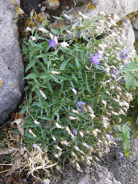 Campanula waldsteiniana \ Waldstein-Glockenblume / Waldstein's Bellflower, Kroatien/Croatia Velebit Zavizan 19.8.2016