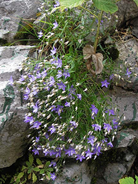 Campanula waldsteiniana \ Waldstein-Glockenblume / Waldstein's Bellflower, Kroatien/Croatia Velebit Zavizan 19.8.2016