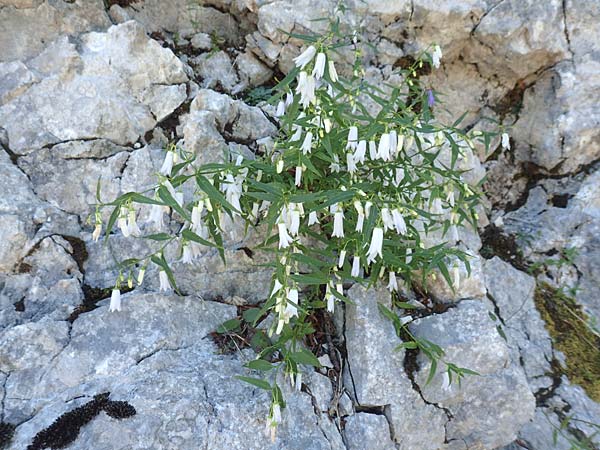 Campanula tommasiniana \ Tommasini-Glockenblume / Tommasini's Bellflower, Kroatien/Croatia Učka 12.8.2016