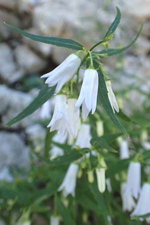 Campanula tommasiniana \ Tommasini-Glockenblume / Tommasini's Bellflower, Kroatien/Croatia Učka 12.8.2016
