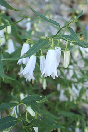 Campanula tommasiniana \ Tommasini-Glockenblume / Tommasini's Bellflower, Kroatien/Croatia Učka 12.8.2016