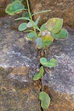 Campanula velebitica \ Velebit-Glockenblume / Velebit Bellflower, Kroatien/Croatia Velebit 19.8.2016