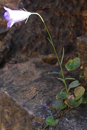 Campanula velebitica \ Velebit-Glockenblume / Velebit Bellflower, Kroatien/Croatia Velebit 19.8.2016