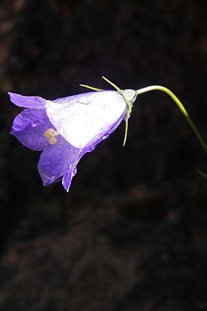Campanula velebitica \ Velebit-Glockenblume / Velebit Bellflower, Kroatien/Croatia Velebit 19.8.2016