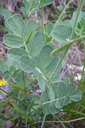 Coronilla coronata \ Berg-Kronwicke / Scorpion Vetch, Kroatien/Croatia Plitvička 1.6.2008