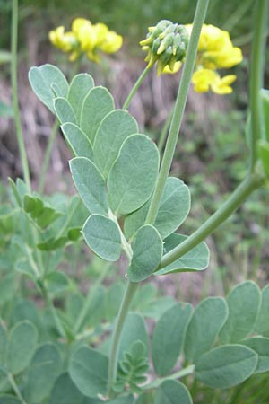 Coronilla coronata \ Berg-Kronwicke / Scorpion Vetch, Kroatien/Croatia Plitvička 1.6.2008