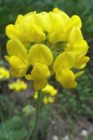 Coronilla coronata \ Berg-Kronwicke / Scorpion Vetch, Kroatien/Croatia Plitvička 1.6.2008