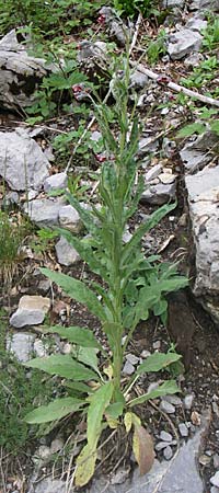 Cynoglossum officinale \ Gewhnliche Hundszunge / Hound's-Tongue, Kroatien/Croatia Velebit 4.6.2008