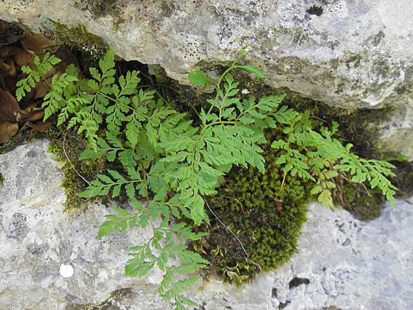 Cystopteris fragilis \ Zerbrechlicher Blasenfarn / Brittle Bladder Fern, Kroatien/Croatia Velebit 30.6.2010