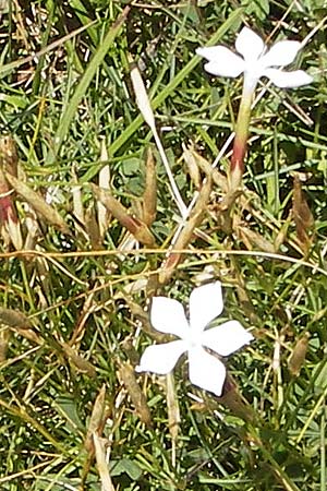Dianthus petraeus \ Balkan-Nelke, Ger&ouml;ll-Nelke / White Fringed Pink, Kroatien/Croatia Velebit Zavizan 19.8.2016