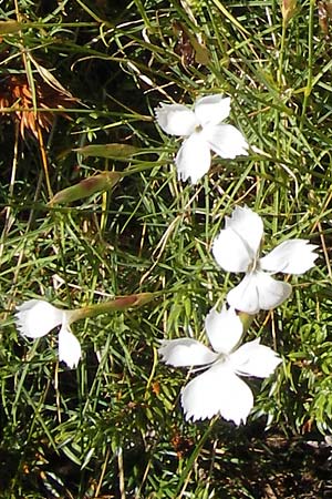 Dianthus petraeus \ Balkan-Nelke, Ger&ouml;ll-Nelke / White Fringed Pink, Kroatien/Croatia Velebit Zavizan 19.8.2016