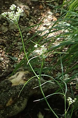 Seseli kochii \ Kochs Bergfenchel, Gouans Bergfenchel / Koch's Seseli, Gouan's Seseli, Kroatien/Croatia Učka 12.8.2016