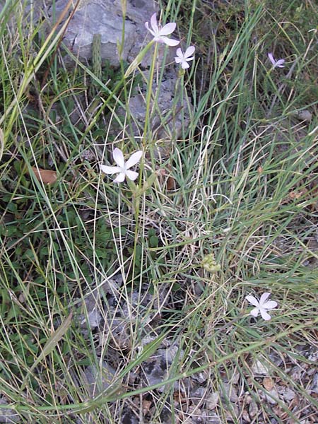 Dianthus ciliatus \ Gewimperte Nelke / Ciliate Pink, Kroatien/Croatia Senj 18.8.2016
