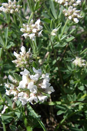 Lotus herbaceus \ Krautiger Backenklee, Kroatien Udbina 2.6.2008