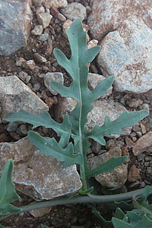 Diplotaxis tenuifolia \ Schmalblttriger Doppelsame, Ruccola / Perennial Wall Rocket, Kroatien/Croatia Senj 16.7.2007