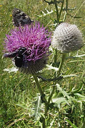 Cirsium eriophorum \ Wollkopf-Kratzdistel, Woll-Kratzdistel / Wooly Thistle, Kroatien/Croatia Velebit 16.7.2007
