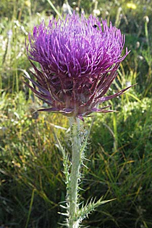 Carduus chrysacanthus ? \ Apenninen-Distel / Apennine Thistle, Kroatien/Croatia Velebit 16.7.2007
