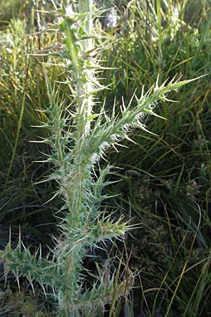 Carduus chrysacanthus ? \ Apenninen-Distel / Apennine Thistle, Kroatien/Croatia Velebit 16.7.2007