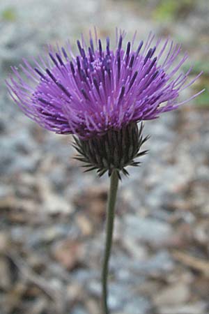 Carduus carduelis ? \ Stieglitz-Ringdistel / Southeastern Thistle, Kroatien/Croatia Velebit 17.7.2007