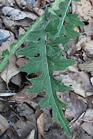 Carduus carduelis ? \ Stieglitz-Ringdistel / Southeastern Thistle, Kroatien/Croatia Velebit 17.7.2007