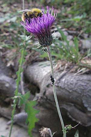 Carduus carduelis ? \ Stieglitz-Ringdistel / Southeastern Thistle, Kroatien/Croatia Velebit 17.7.2007