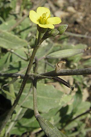 Diplotaxis muralis \ Mauer-Doppelsame / Annual Wall Rocket, Kroatien/Croatia Istrien/Istria, Rabac 15.7.2007