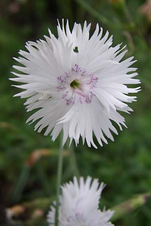 Dianthus monspessulanus \ Montpellier-Nelke / White Cluster, Kroatien/Croatia Plitvička 1.6.2008