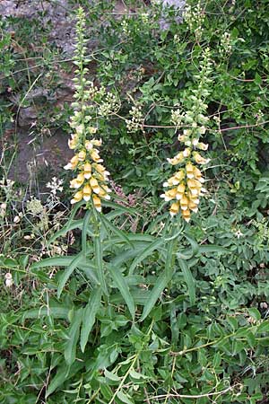 Digitalis laevigata \ Balkan-Fingerhut / Grecian Foxgloves, Kroatien/Croatia Senj 4.6.2008