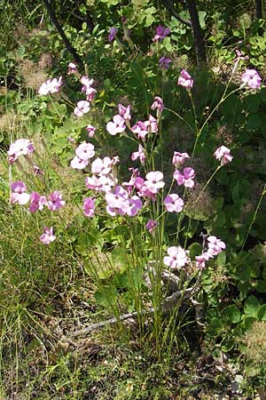 Dianthus sylvestris \ Stein-Nelke / Wood Pink, Kroatien/Croatia Istrien/Istria, Buzet 28.6.2010