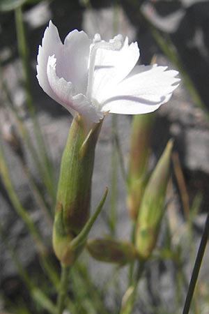 Dianthus petraeus \ Balkan-Nelke, Ger&ouml;ll-Nelke / White Fringed Pink, Kroatien/Croatia Velebit Zavizan 30.6.2010