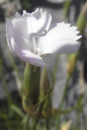 Dianthus petraeus \ Balkan-Nelke, Ger&ouml;ll-Nelke / White Fringed Pink, Kroatien/Croatia Velebit Zavizan 30.6.2010