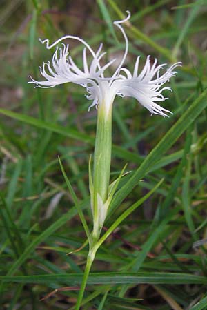 Dianthus monspessulanus \ Montpellier-Nelke / White Cluster, Kroatien/Croatia Velebit 18.8.2016