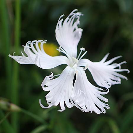Dianthus monspessulanus \ Montpellier-Nelke / White Cluster, Kroatien/Croatia Risnjak 14.8.2016