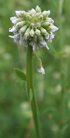 Lotus herbaceus \ Krautiger Backenklee, Kroatien Plitvička 2.6.2006