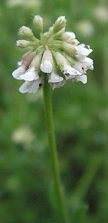 Lotus herbaceus \ Krautiger Backenklee, Kroatien Plitvička 2.6.2006