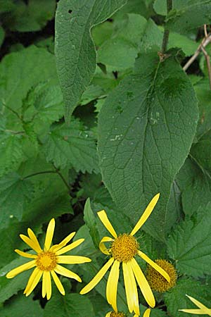Doronicum austriacum \ sterreicher Gmswurz / Austrian Leopard's-Bane, Kroatien/Croatia Medvednica 4.6.2006