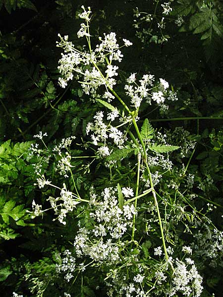 Anthriscus nitida \ Glanz-Kerbel / Glossy-Leaved Parsley, Kroatien/Croatia Medvednica 5.6.2006