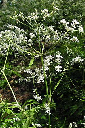 Anthriscus nitida \ Glanz-Kerbel / Glossy-Leaved Parsley, Kroatien/Croatia Medvednica 5.6.2006