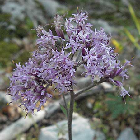 Adenostyles alpina \ Kahler Alpendost / Alpine Plantain, Hedge Garlic, Kroatien/Croatia Velebit 16.7.2007