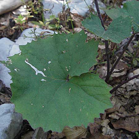 Adenostyles alpina \ Kahler Alpendost / Alpine Plantain, Hedge Garlic, Kroatien/Croatia Velebit 16.7.2007