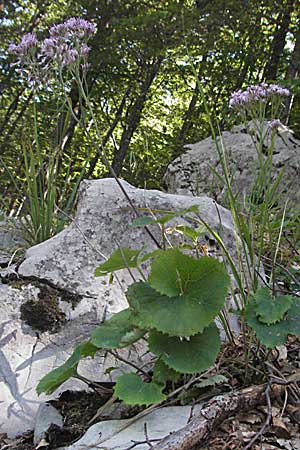 Adenostyles alpina \ Kahler Alpendost / Alpine Plantain, Hedge Garlic, Kroatien/Croatia Velebit 16.7.2007