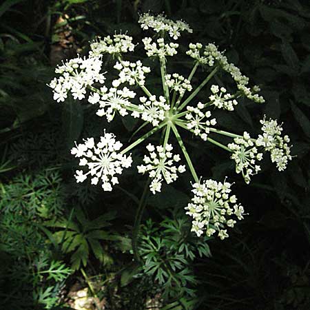 Peucedanum austriacum \ �sterreicher Haarstrang / Austrian Parsley, Kroatien/Croatia Velebit Zavizan 17.7.2007