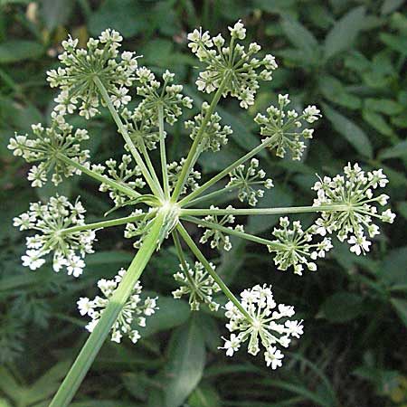 Peucedanum austriacum \ �sterreicher Haarstrang / Austrian Parsley, Kroatien/Croatia Velebit Zavizan 17.7.2007