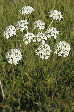 Laserpitium peucedanoides \ Haarstrang-Laserkraut / Sermountain, Kroatien/Croatia Gospic 17.7.2007