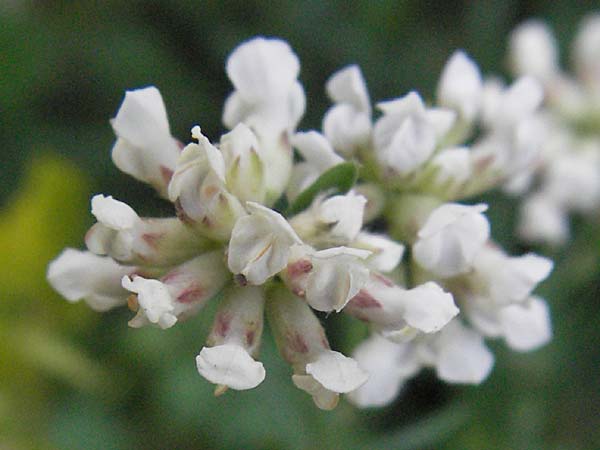 Lotus herbaceus \ Krautiger Backenklee, Kroatien Plitvička 18.7.2007