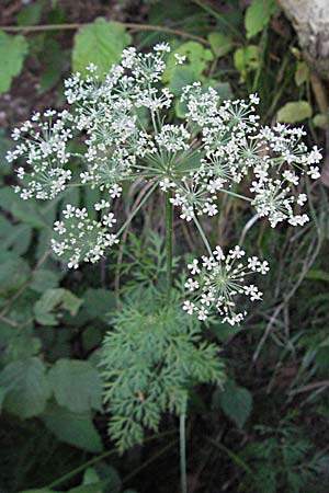 Peucedanum austriacum \ �sterreicher Haarstrang / Austrian Parsley, Kroatien/Croatia Plitvička 19.7.2007