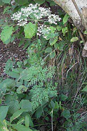 Peucedanum austriacum \ �sterreicher Haarstrang / Austrian Parsley, Kroatien/Croatia Plitvička 19.7.2007